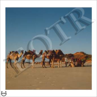 Detailed picture of CamelTrain_MOMc