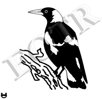Detailed picture of Magpie_MOMm