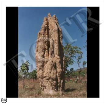 Detailed picture of TermiteTower_MOMc