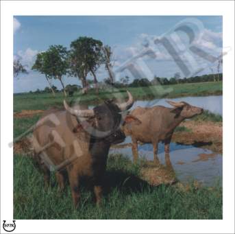 Detailed picture of WaterBuffalo_MOMc