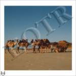 Thumbnail of CamelTrain_MOMc