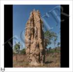 Thumbnail of TermiteTower_MOMc
